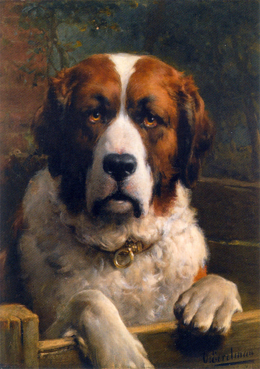 A Saint Bernard Dog