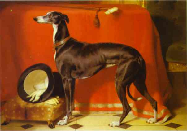 Eos, A Favorite Greyhound, The Property Of H. R. H. Prince Albert