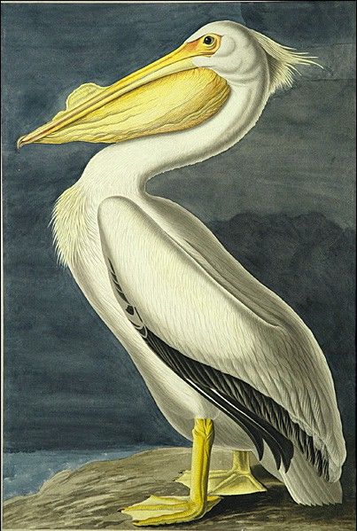 American White Pelican