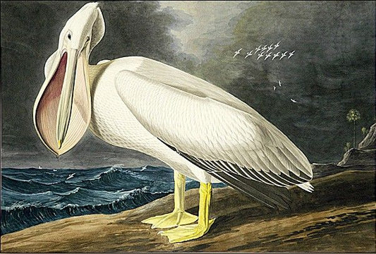 American White Pelican II