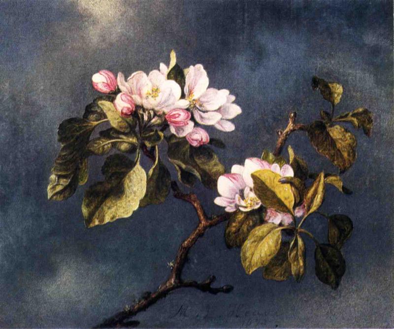 Apple Blossoms