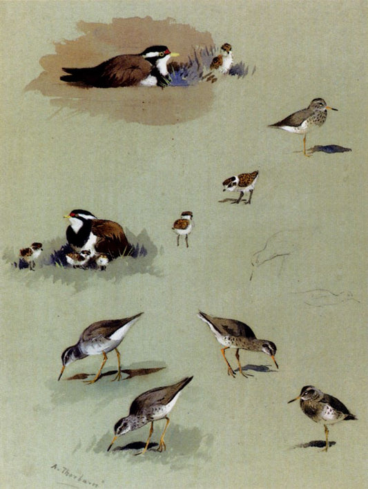 Study of Sandpipers, Cream-Colored Coursers, and Other Birds