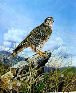 Birds Paintings N007