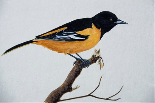 Birds Paintings N070