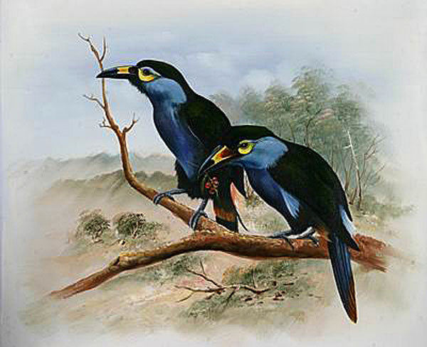 Birds Paintings N080