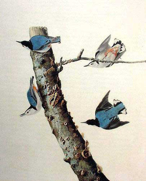 Birds Paintings N140