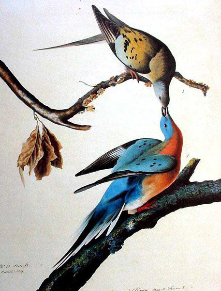 Birds Paintings N141