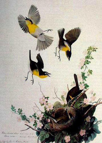 Birds Paintings N143