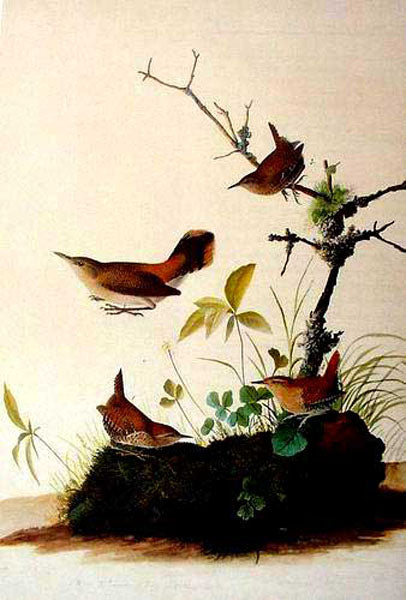 Birds Paintings N151