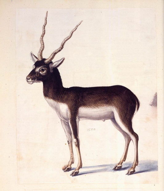 Blackbuck