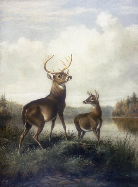 Buck and Doe