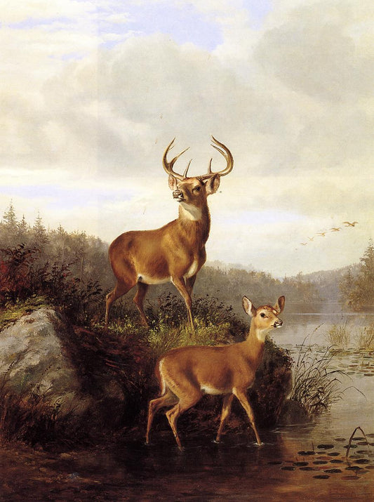 Buck and Doe II