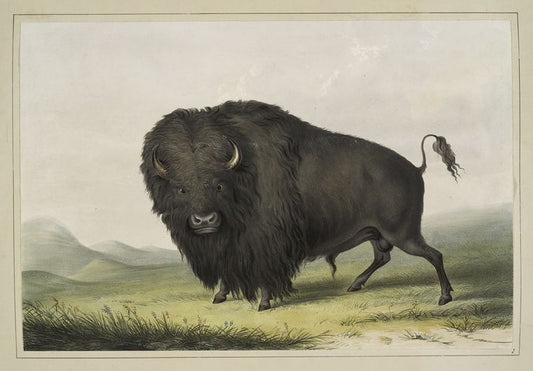 Buffalo Bull Grazing