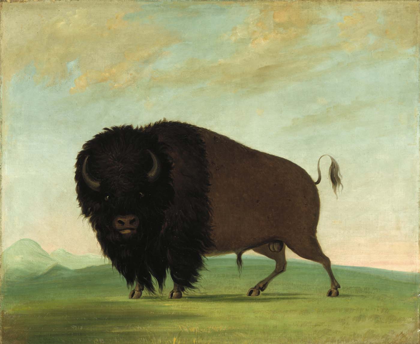 Buffalo Bull, Grazing on the Prairie