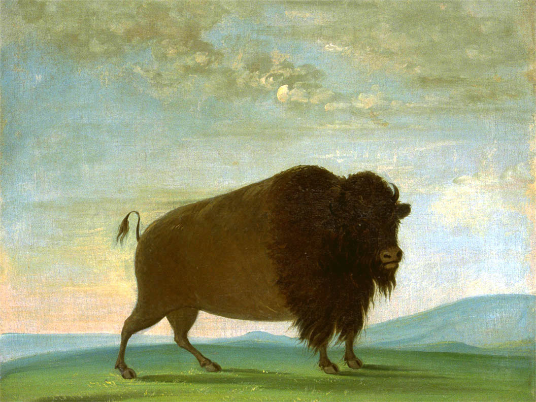 Buffalo Cow Grazing on the Prairie