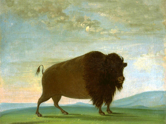 Buffalo Cow Grazing on the Prairie