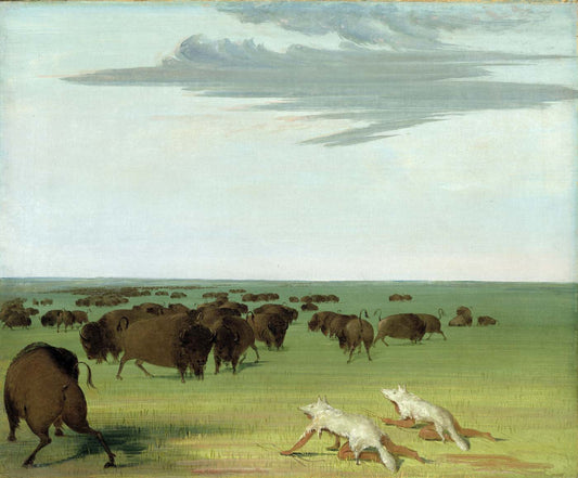 Buffalo Hunt under the Wolf skin Mask