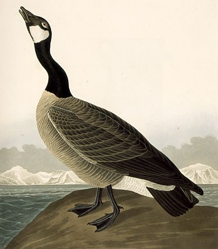 Canada Goose II