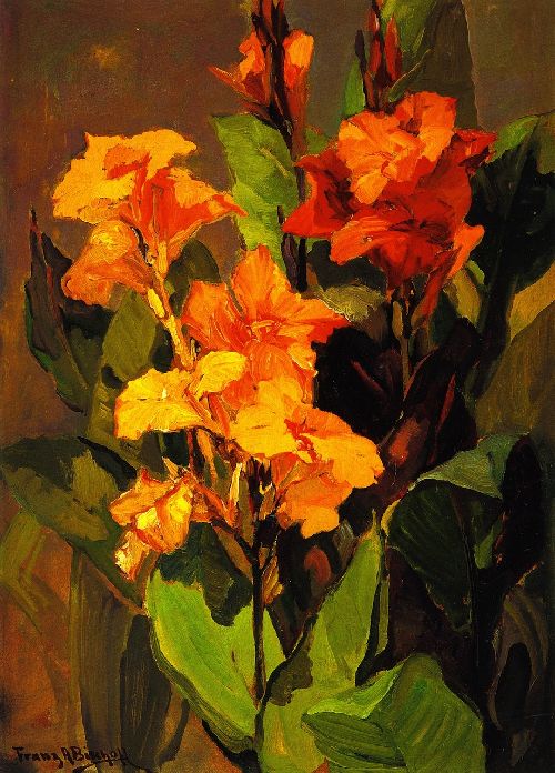 Canna Lilies