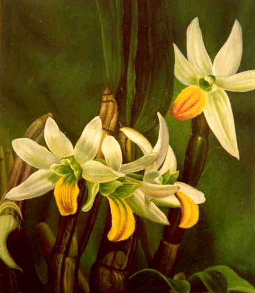 Classical Flower Paintings N044