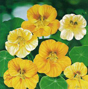 Classical Flower Paintings N137