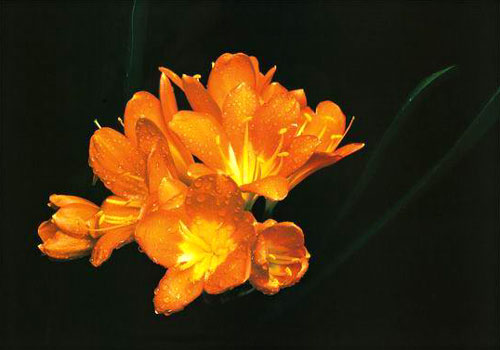 Classical Flower Paintings N184