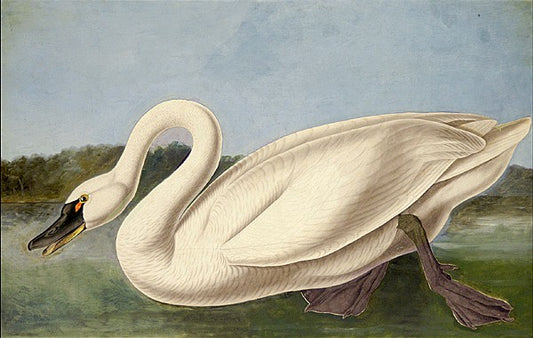 Common American Swan