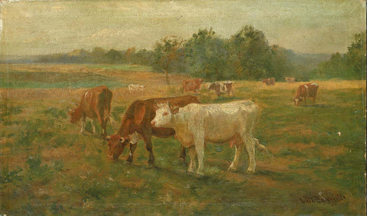 Cows