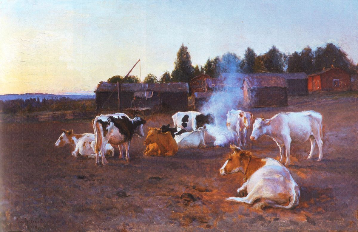 Cows in Turf Smoke