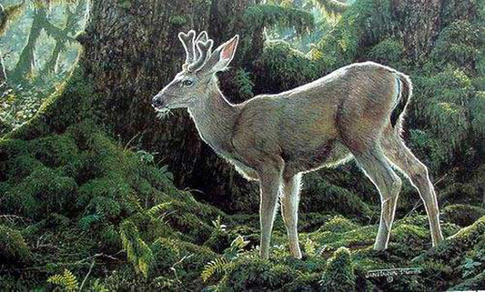 Deer Paintings N025