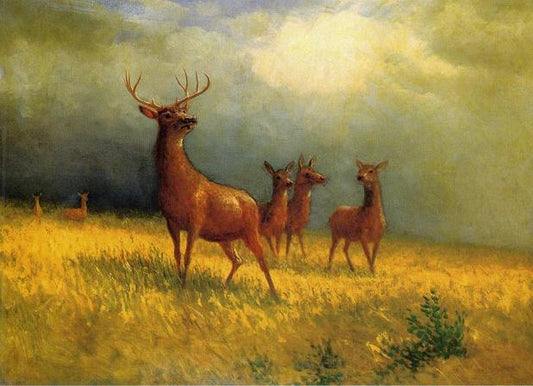 Deer in a Field