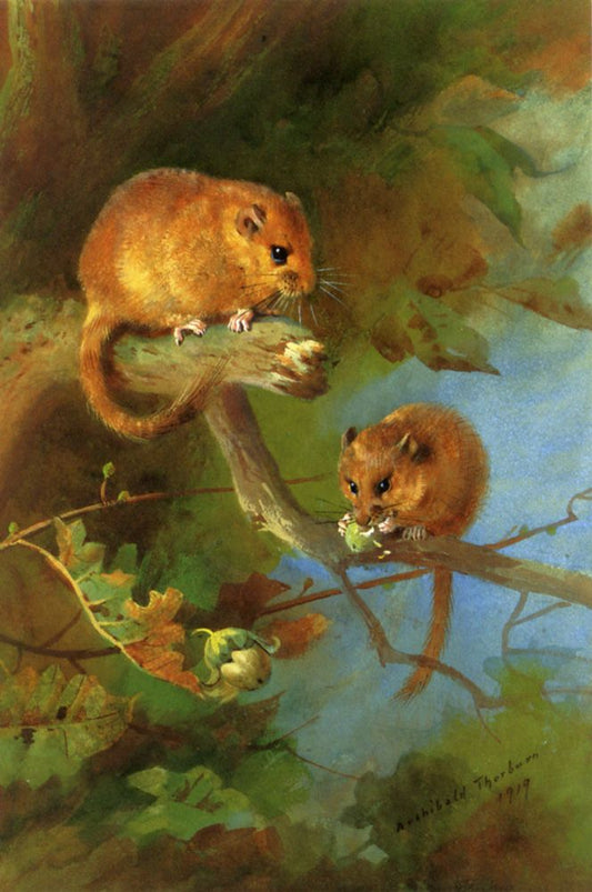 Dormice