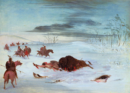 Dying Buffalo Bull in a Snowdrift