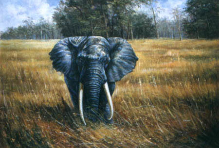 Elephant Paintings N001