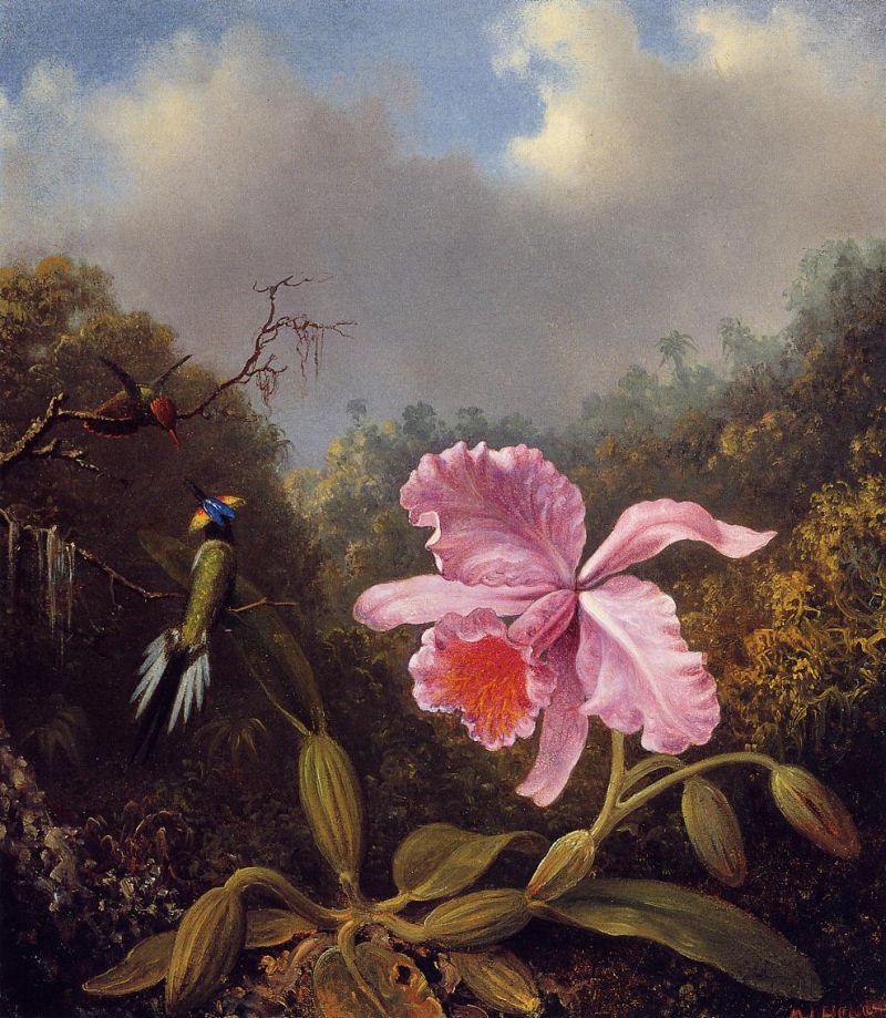 Fighting Hummingbirds with Pink Orchid