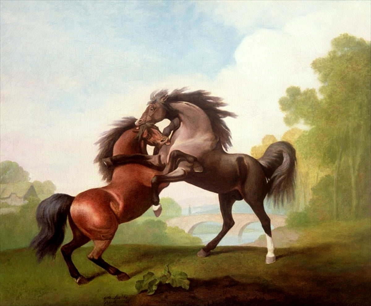 Fighting Stallions