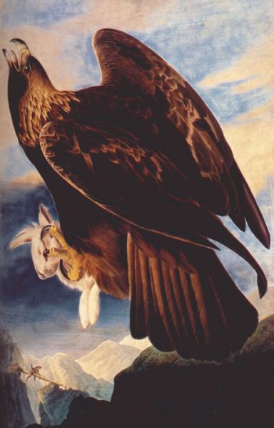 Golden Eagle