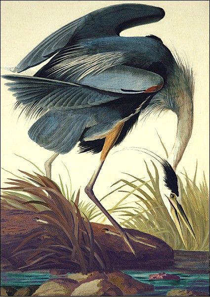 Great Blue Heron