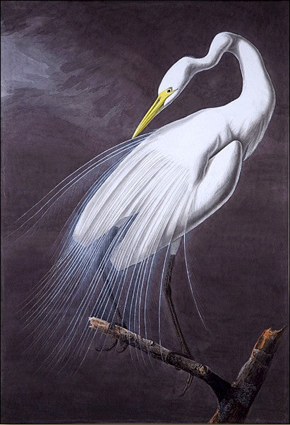 Great Egret