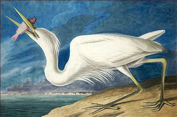 Great White Heron