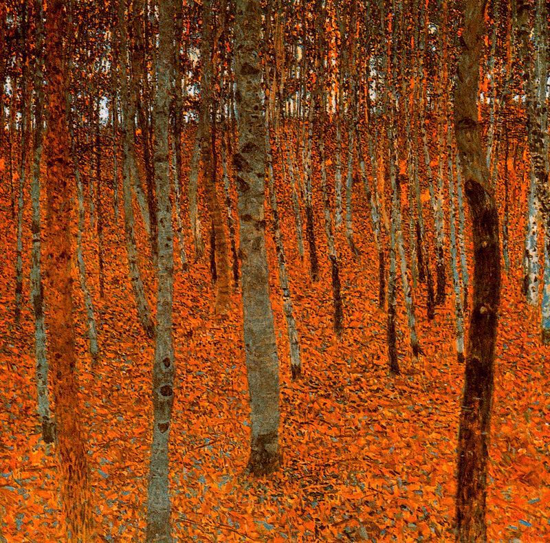 Beech Forest