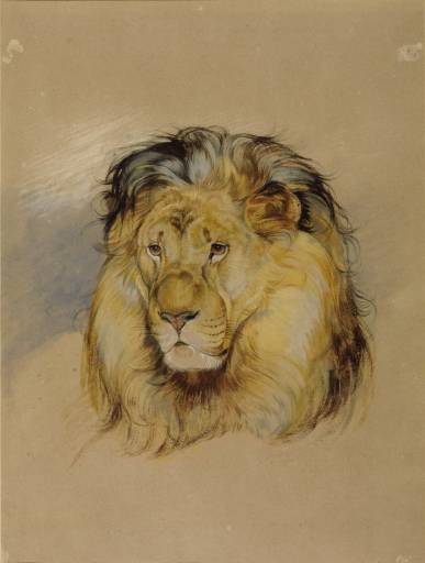 Head of a Lion