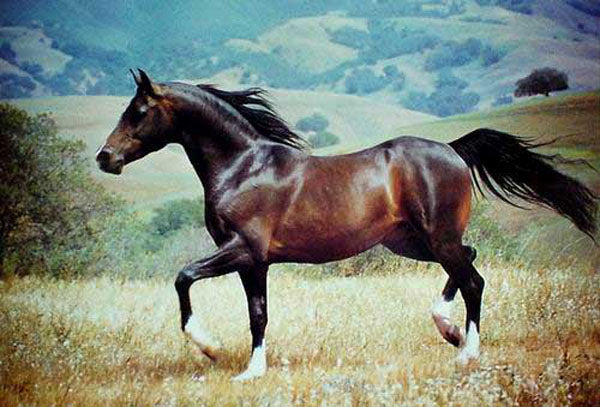 Horse Paintings N034