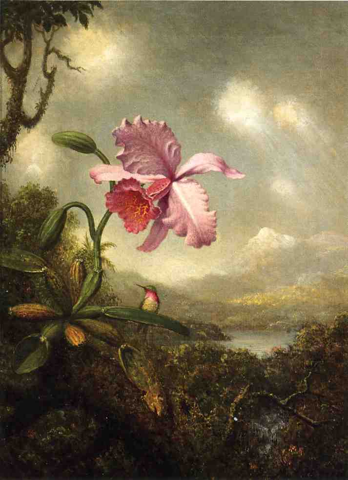 Hummingbird and Orchid - Sun Breaking Through the Clouds