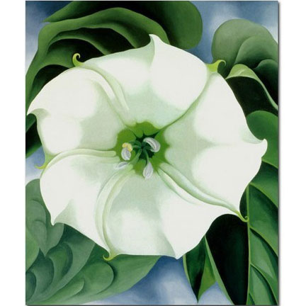 Jimson Weed