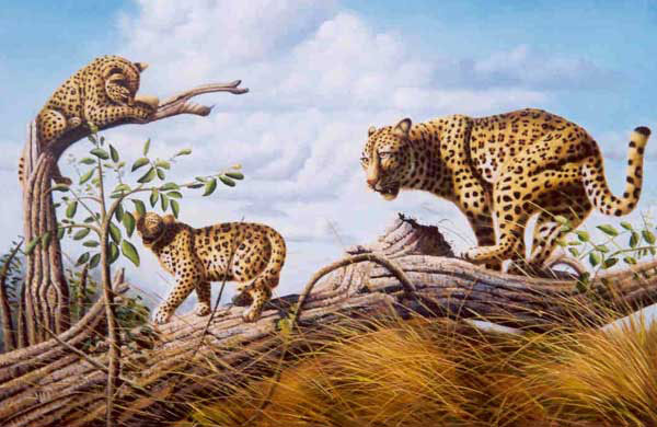 Leopard Paintings N003