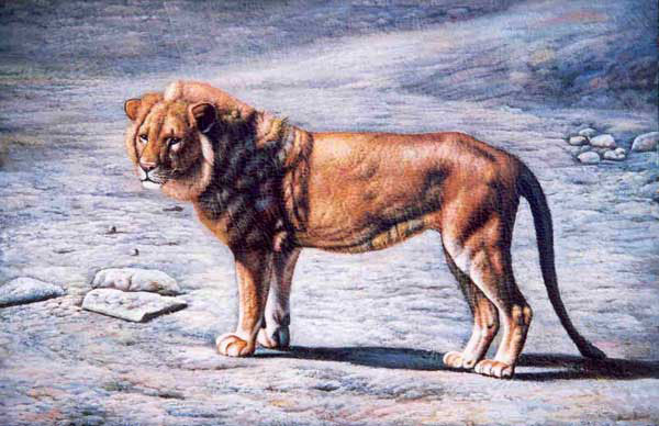 Lion Paintings N005