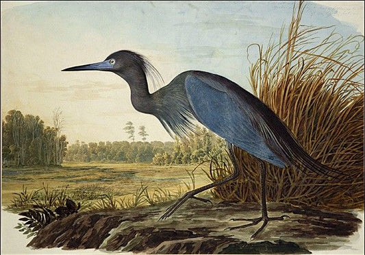 Little Blue Heron