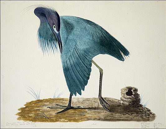 Little Blue Heron II