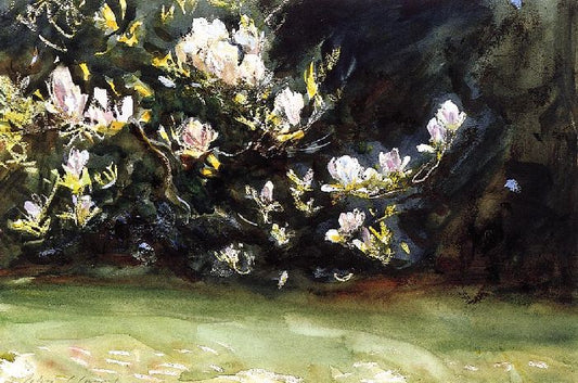 Magnolias